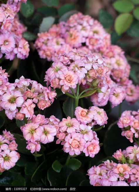 長壽 花|长寿花（景天科伽蓝菜属植物）